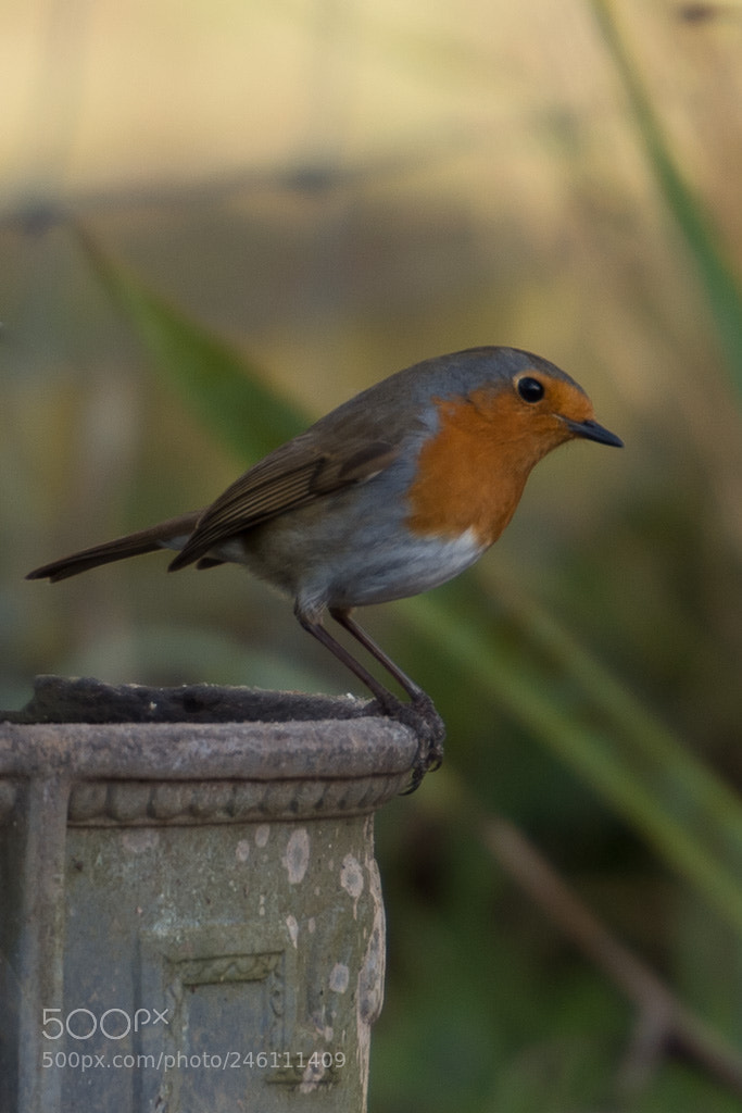 Nikon D4S sample photo. Robin photography