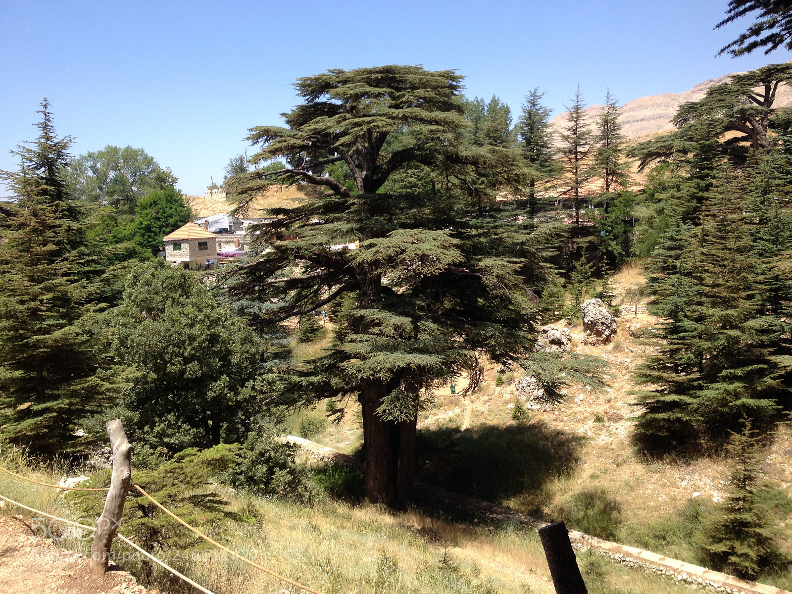 Apple iPhone 4S sample photo. The cedars of god photography