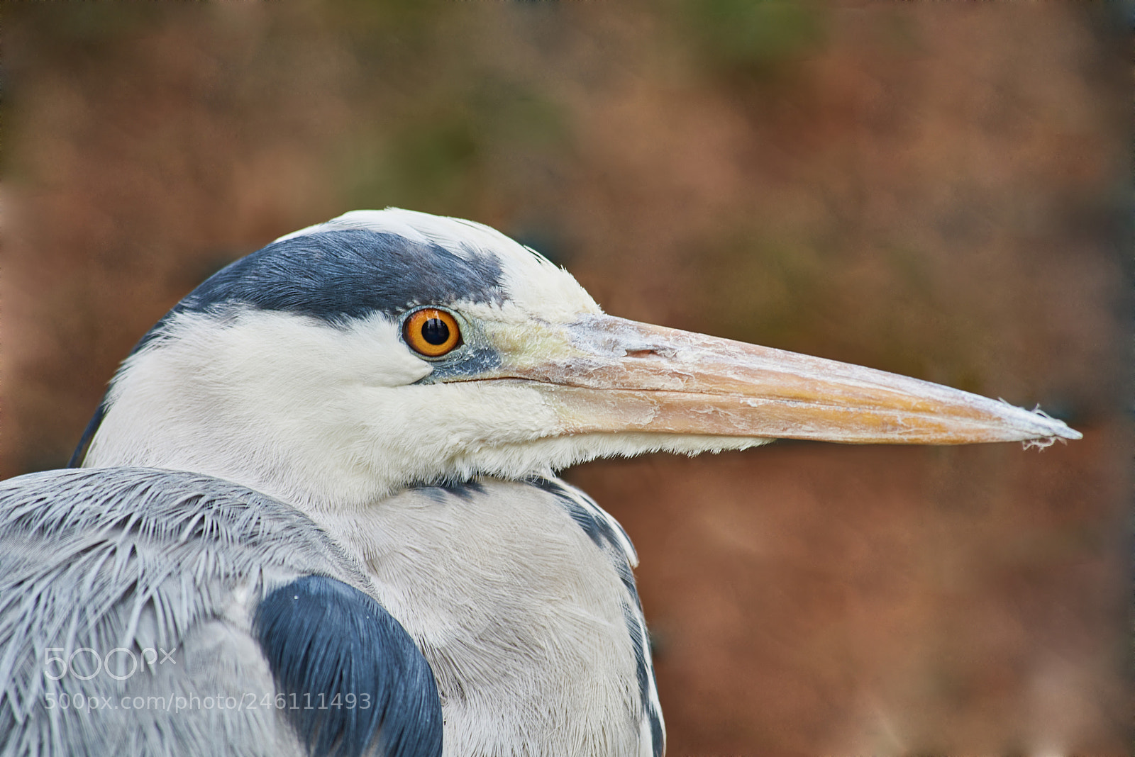 Nikon D810 sample photo. Grey heron photography