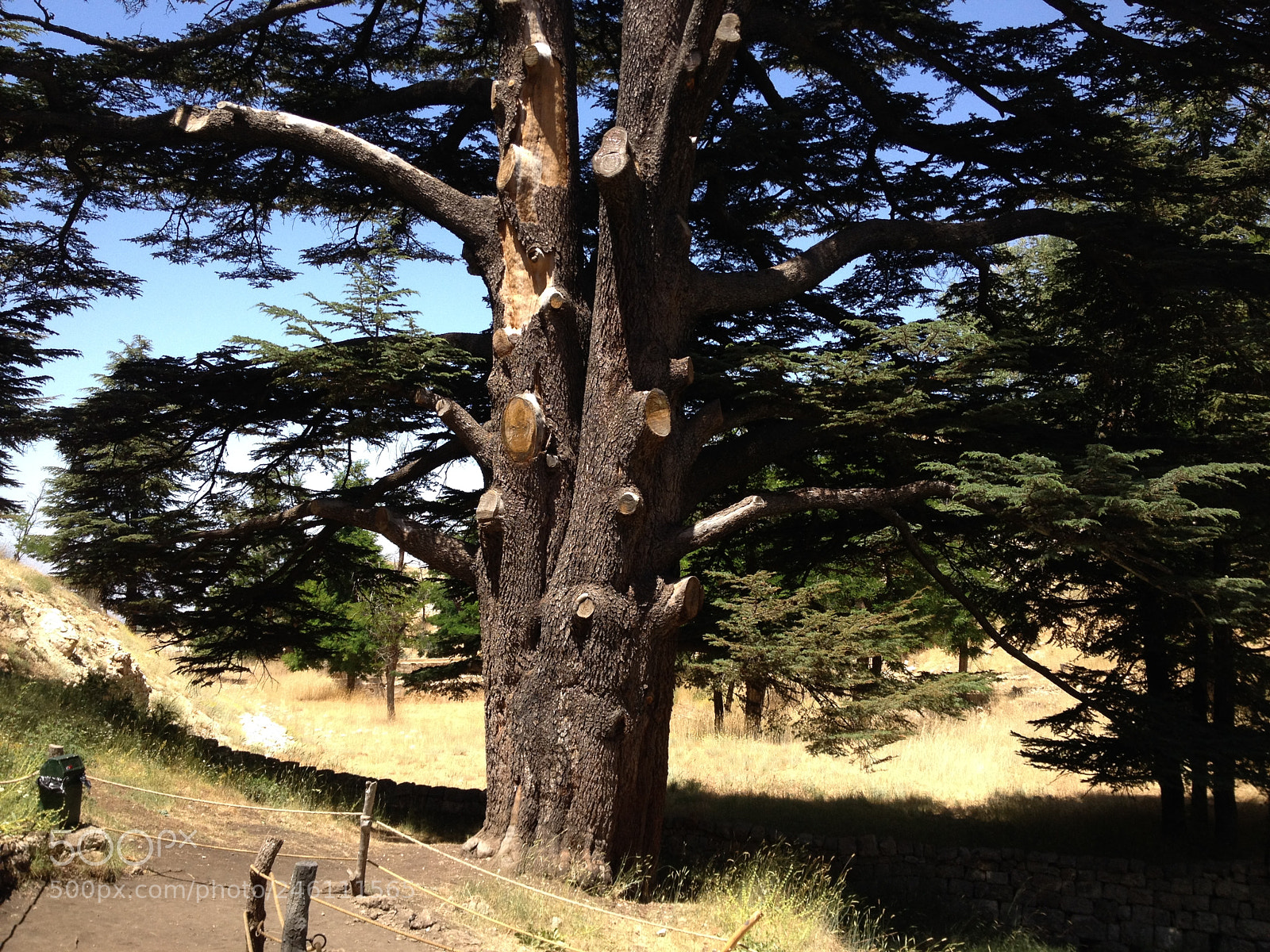 Apple iPhone 4S sample photo. 2000 years old cedar photography