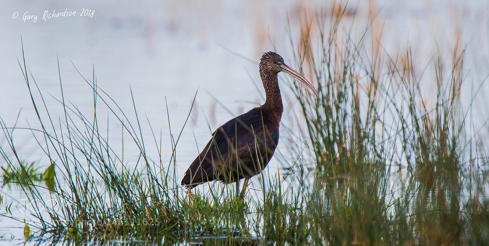 Nikon D500 sample photo. Glossy ibis photography