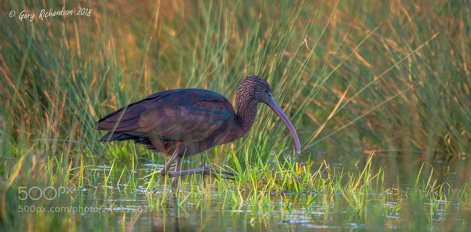 Nikon D500 sample photo. Glossy ibis photography