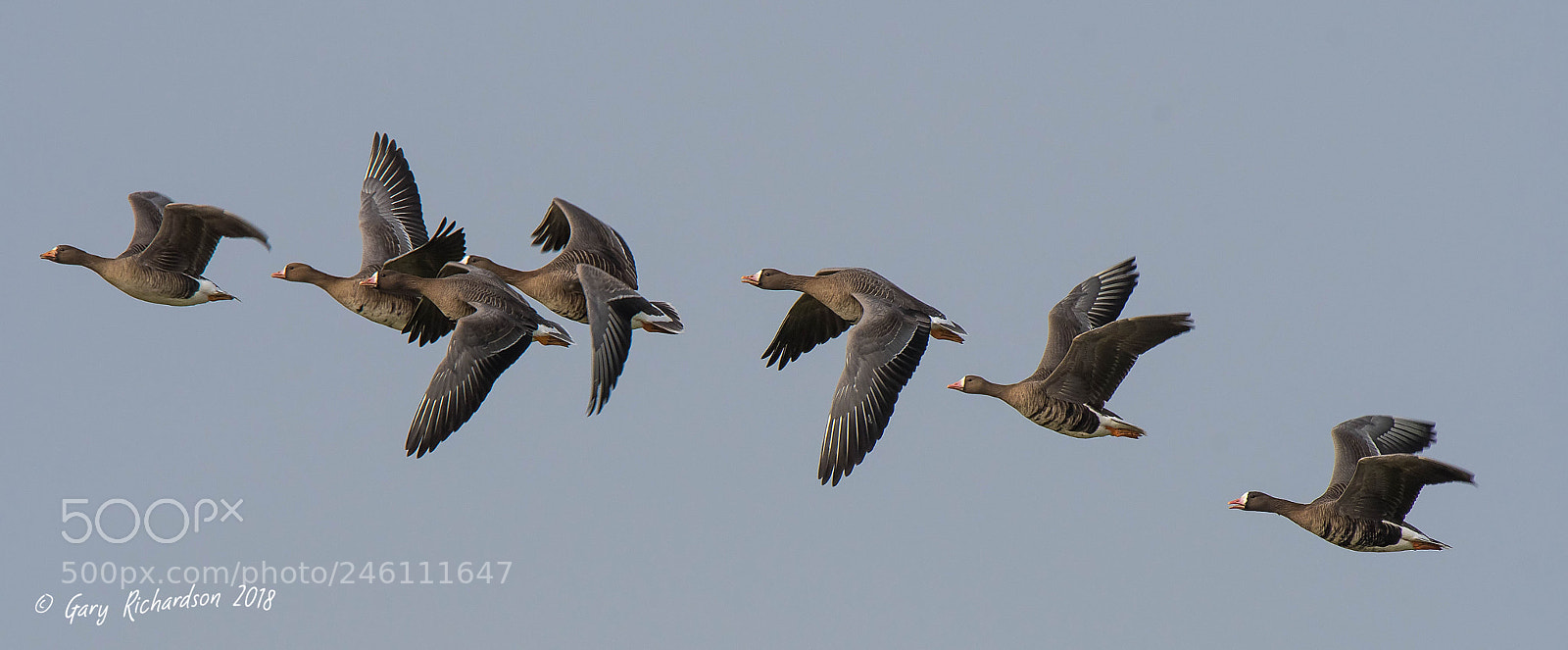 Nikon D500 sample photo. White fronted geese photography