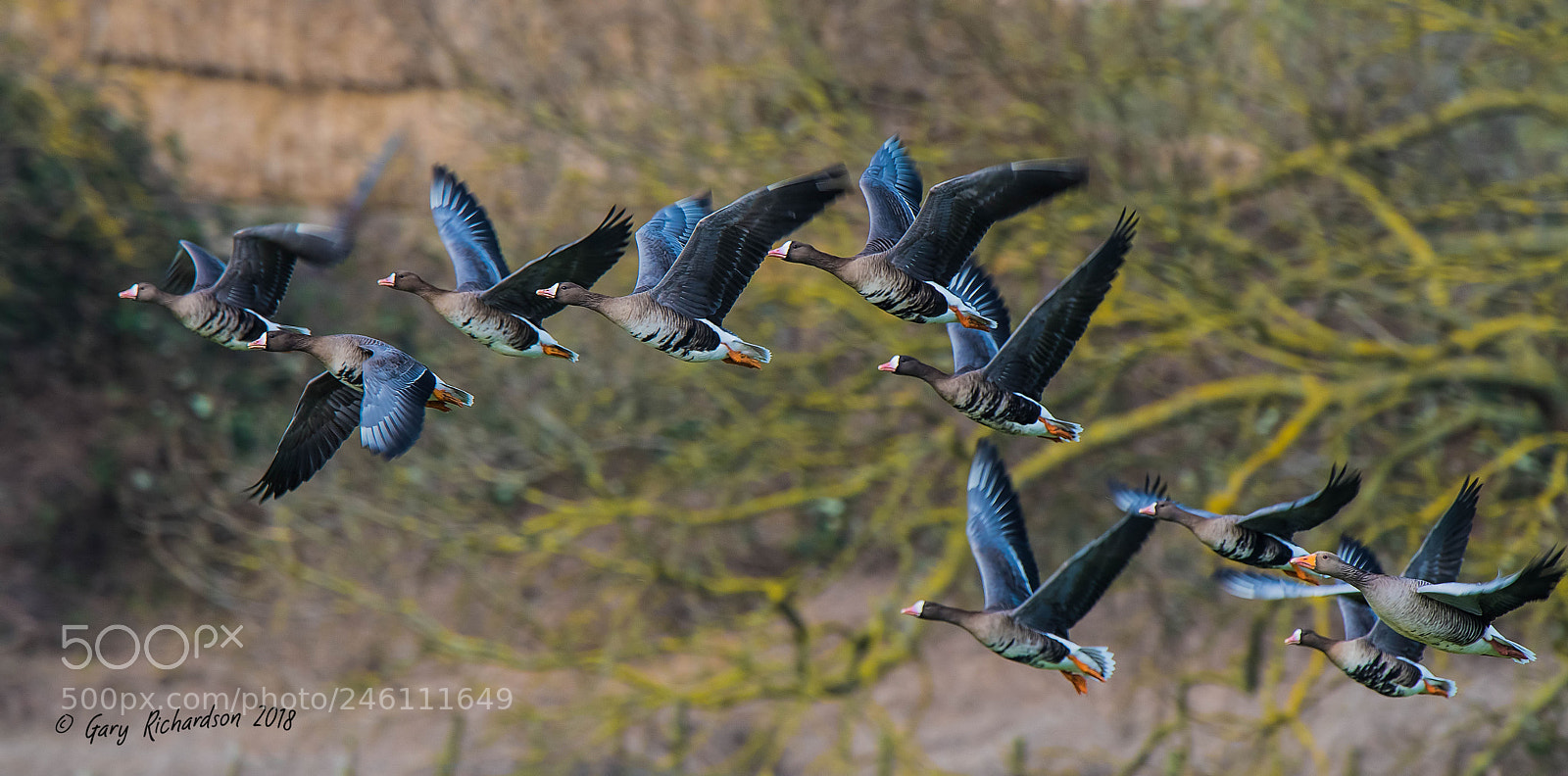 Nikon D500 sample photo. White fronted geese photography