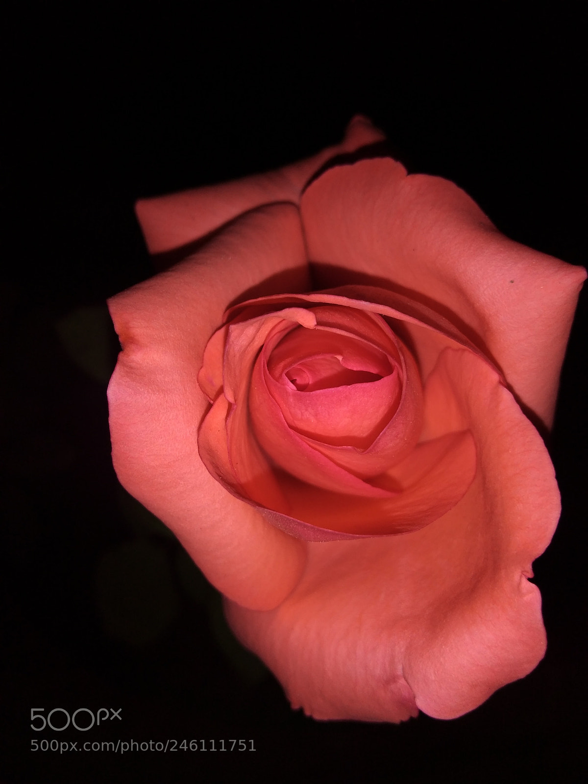 Motorola Moto G Play sample photo. Roses for love photography
