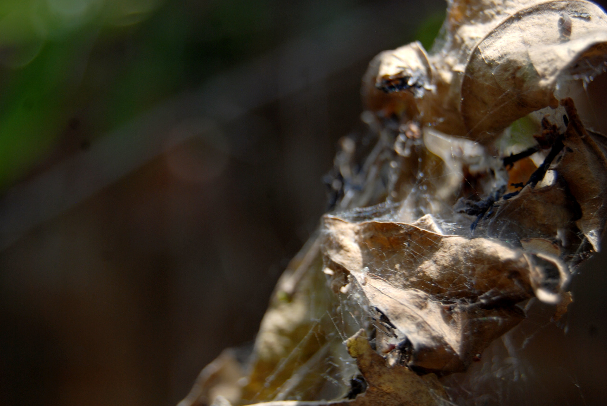 Nikon D40X sample photo. Cv photography