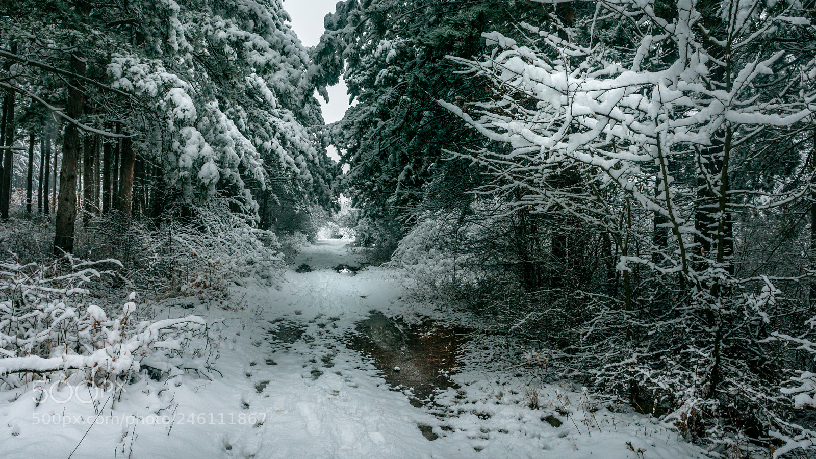 Nikon D7200 sample photo. Winter pine tree forest photography
