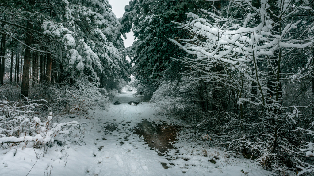Winter pine tree forest by Milen Mladenov on 500px.com