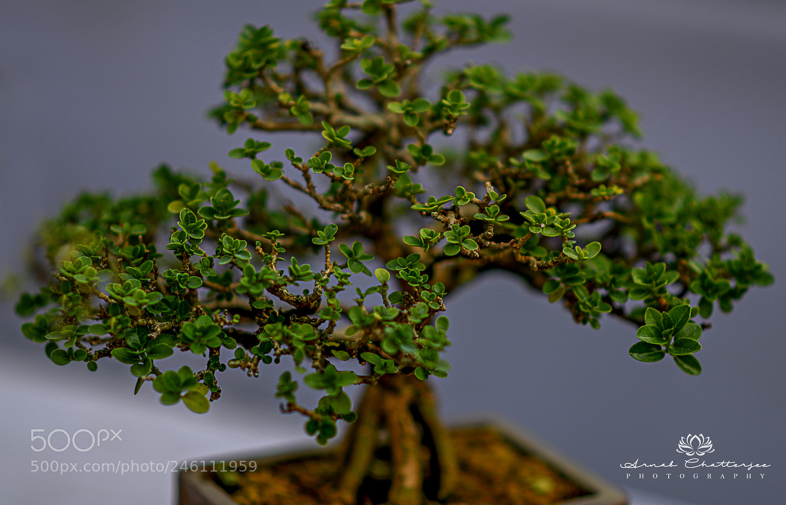 Nikon D850 sample photo. Go green photography