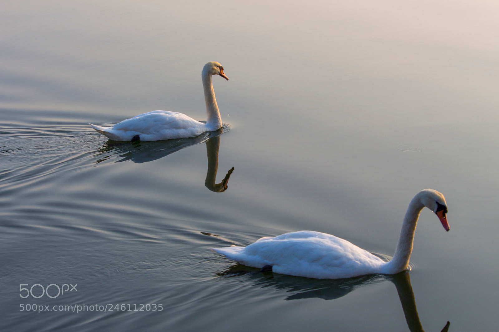 Canon EOS 700D (EOS Rebel T5i / EOS Kiss X7i) sample photo. Swimming together photography
