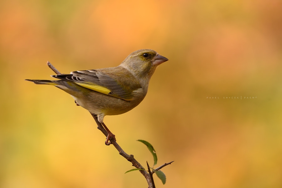 Sigma 150-600mm F5-6.3 DG OS HSM | S sample photo. Carduelis chloris photography