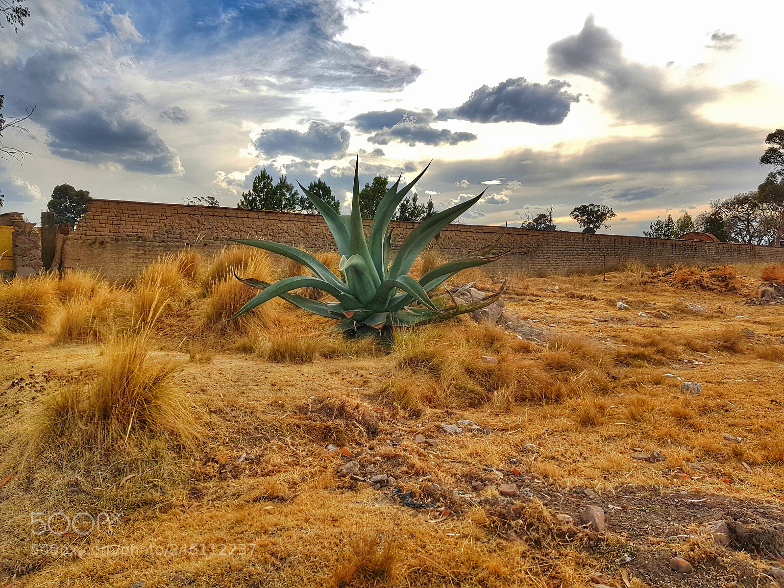 Samsung Galaxy S8 sample photo. Maguey photography