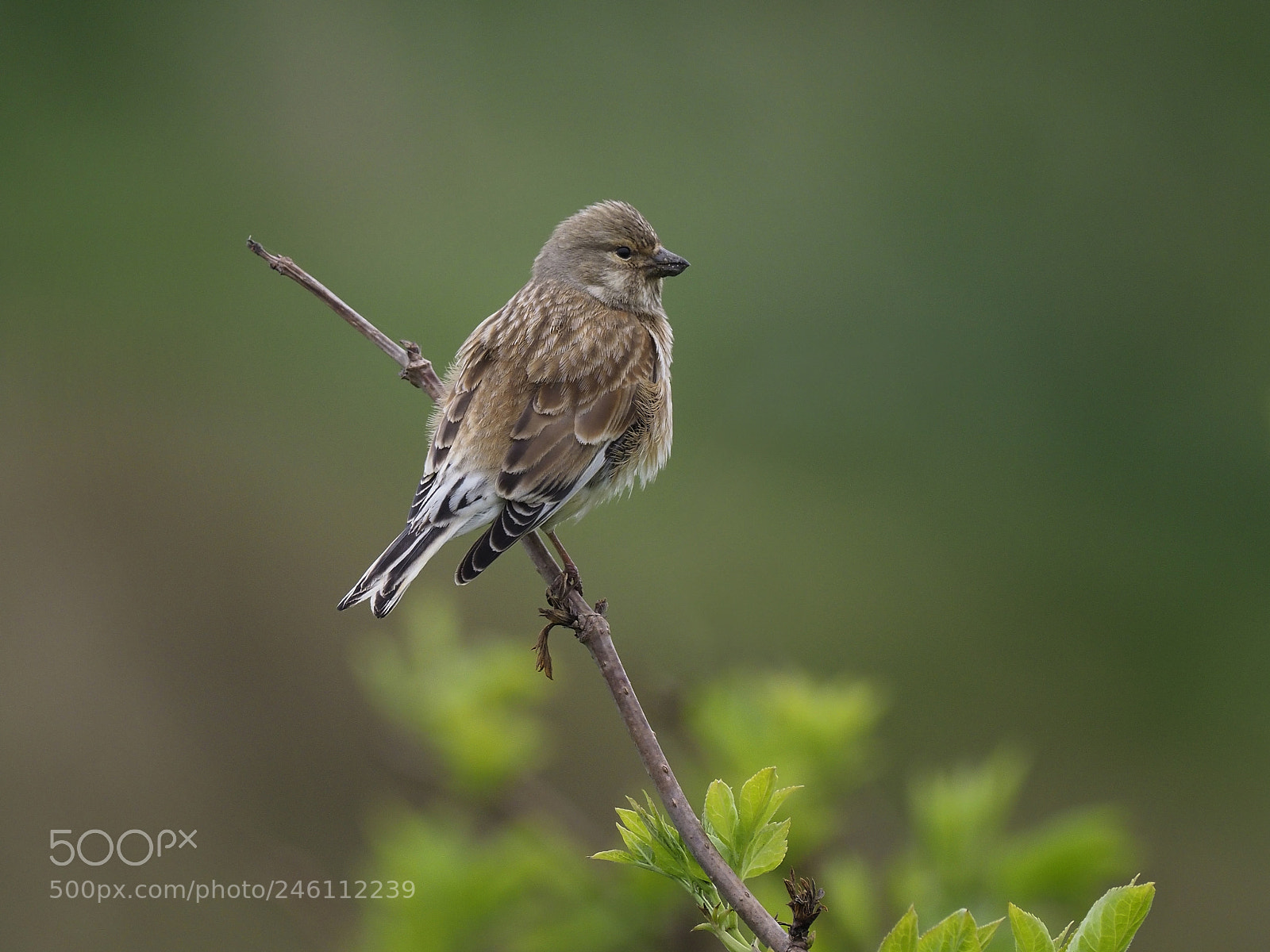 Olympus OM-D E-M1 Mark II sample photo. Linnet photography