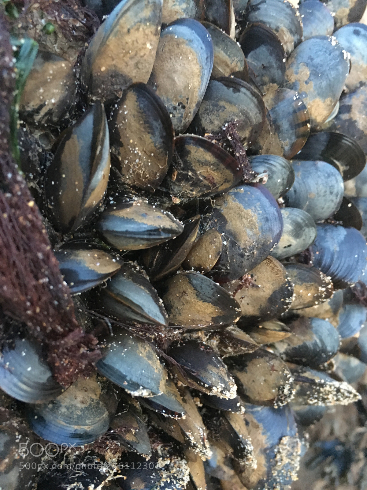 Apple iPhone 6s sample photo. Une moule puis deux photography