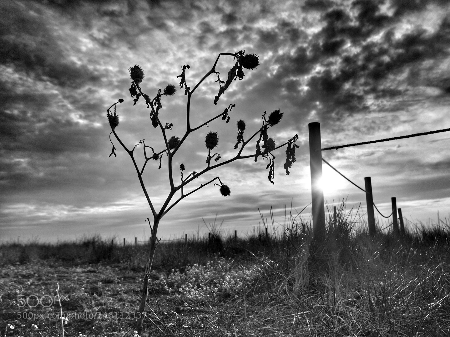 Sony Alpha NEX-6 sample photo. Cardo photography