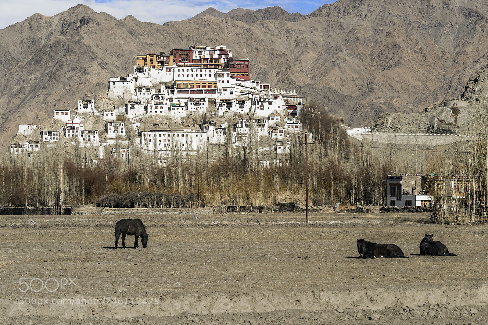 Nikon D810 sample photo. Thiksey gompa photography