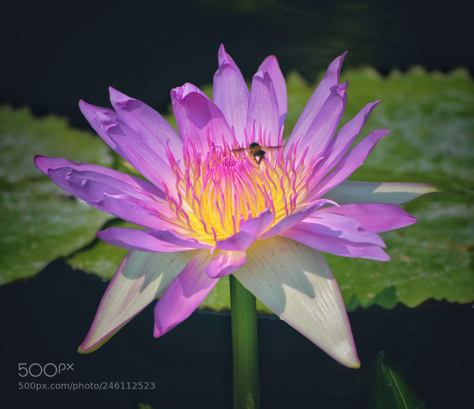 Nikon D3200 sample photo. Sweet nectar photography