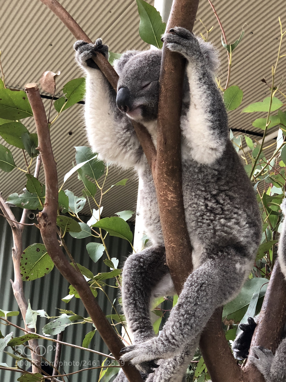 Apple iPhone X sample photo. Koala photography