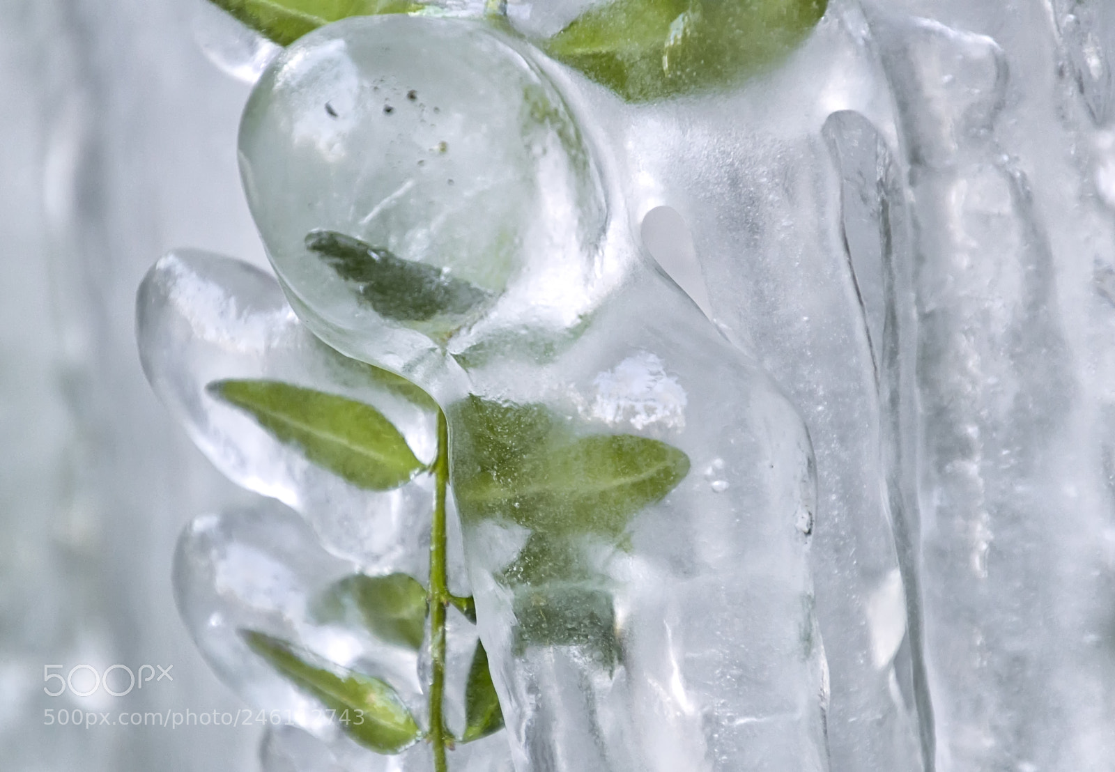 Canon EOS 100D (EOS Rebel SL1 / EOS Kiss X7) sample photo. Trapped in the ice... photography