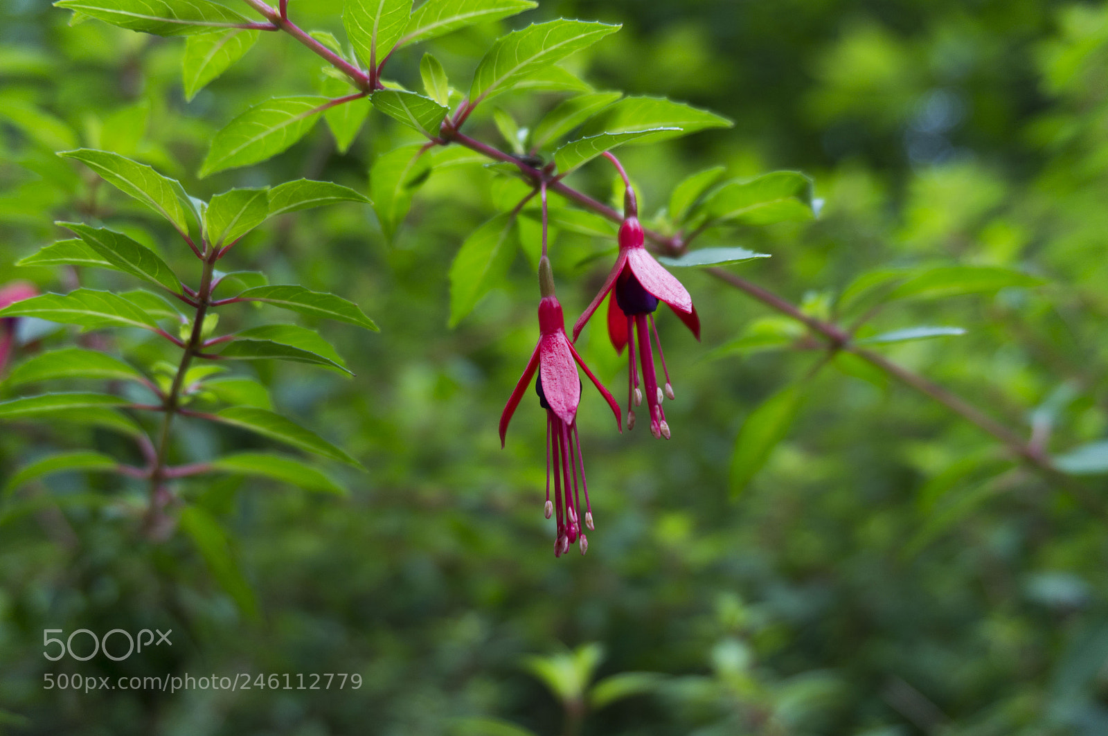 Sony Alpha NEX-5R sample photo. Hanging photography