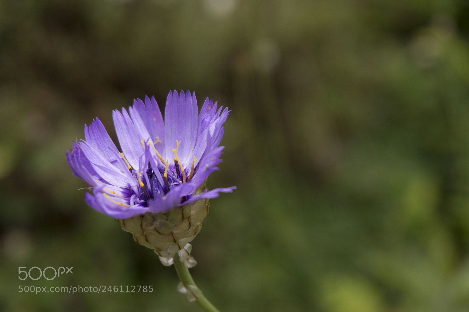 Sony Alpha NEX-5R sample photo. Lone blooming photography