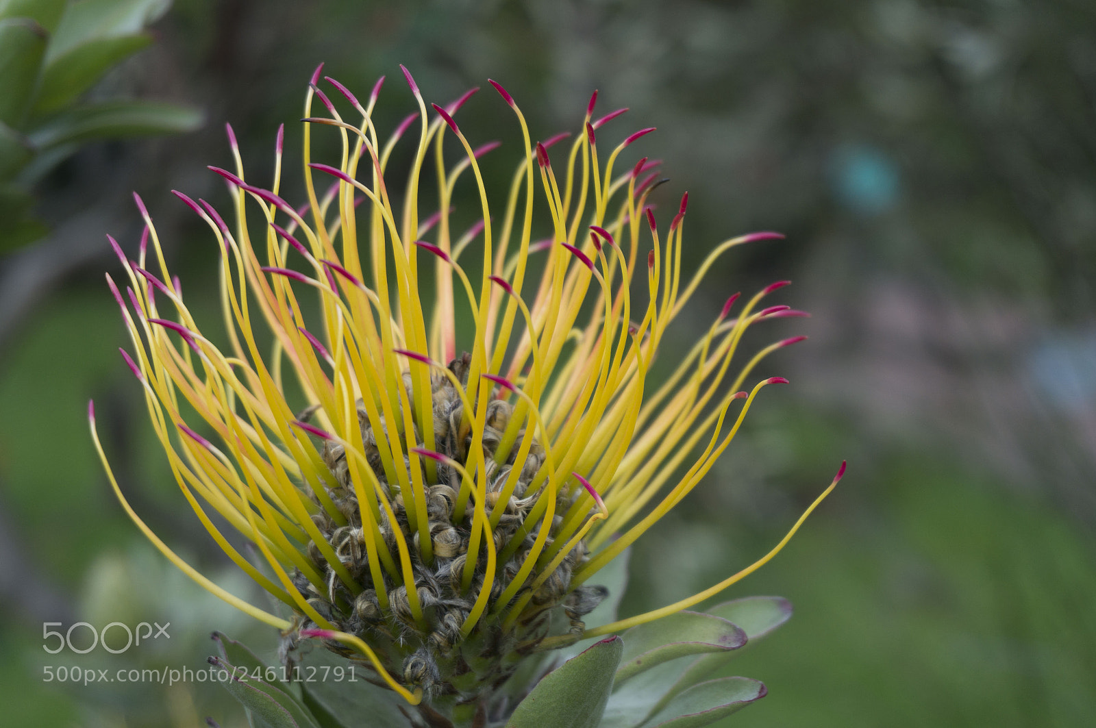 Sony Alpha NEX-5R sample photo. Spindles photography
