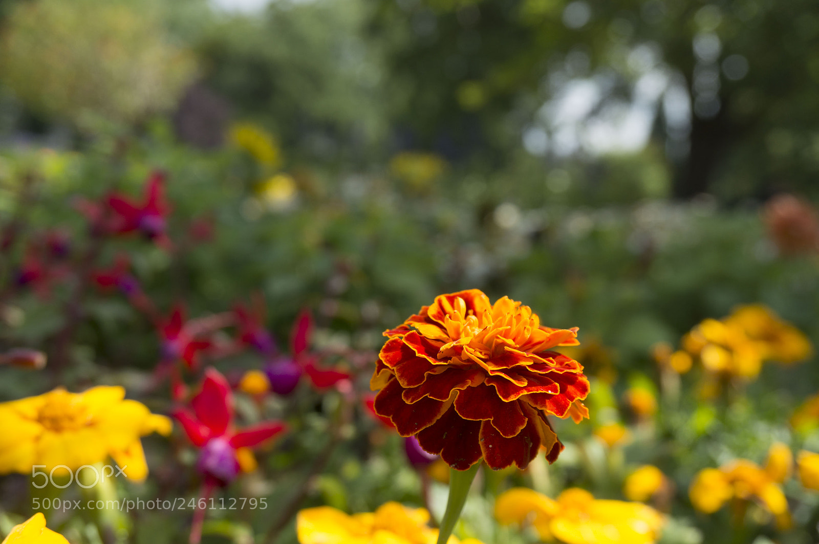 Sony Alpha NEX-5R sample photo. Flowery dress photography