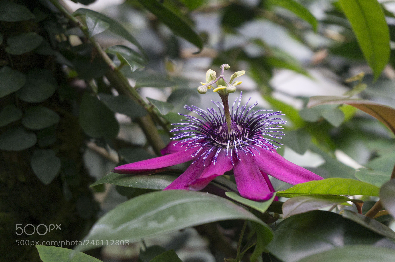 Sony Alpha NEX-5R sample photo. Standing out alone photography