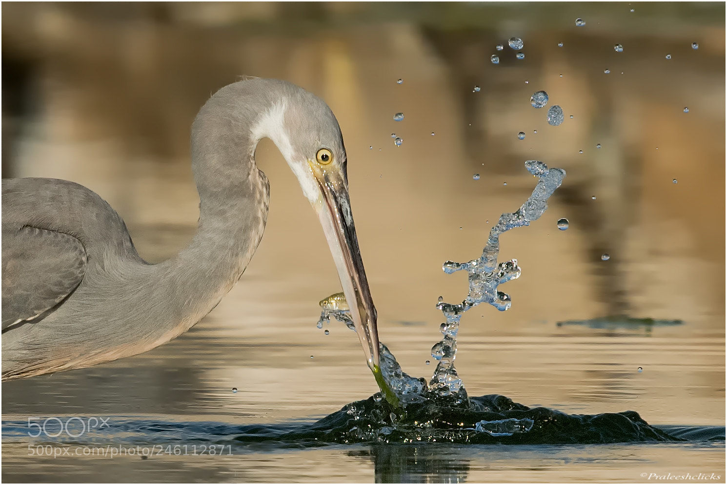 Nikon D500 sample photo. Western reef heron photography