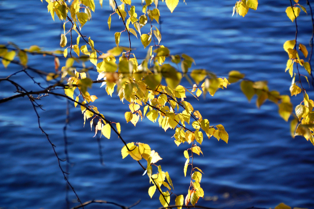 Nikon D40 sample photo. Yellow & blue photography
