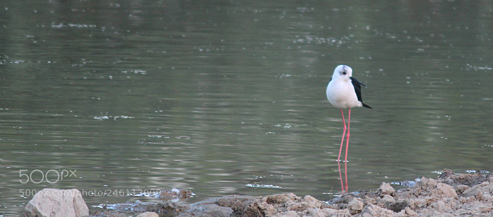 Canon EOS 600D (Rebel EOS T3i / EOS Kiss X5) sample photo. Black-winged stilt photography