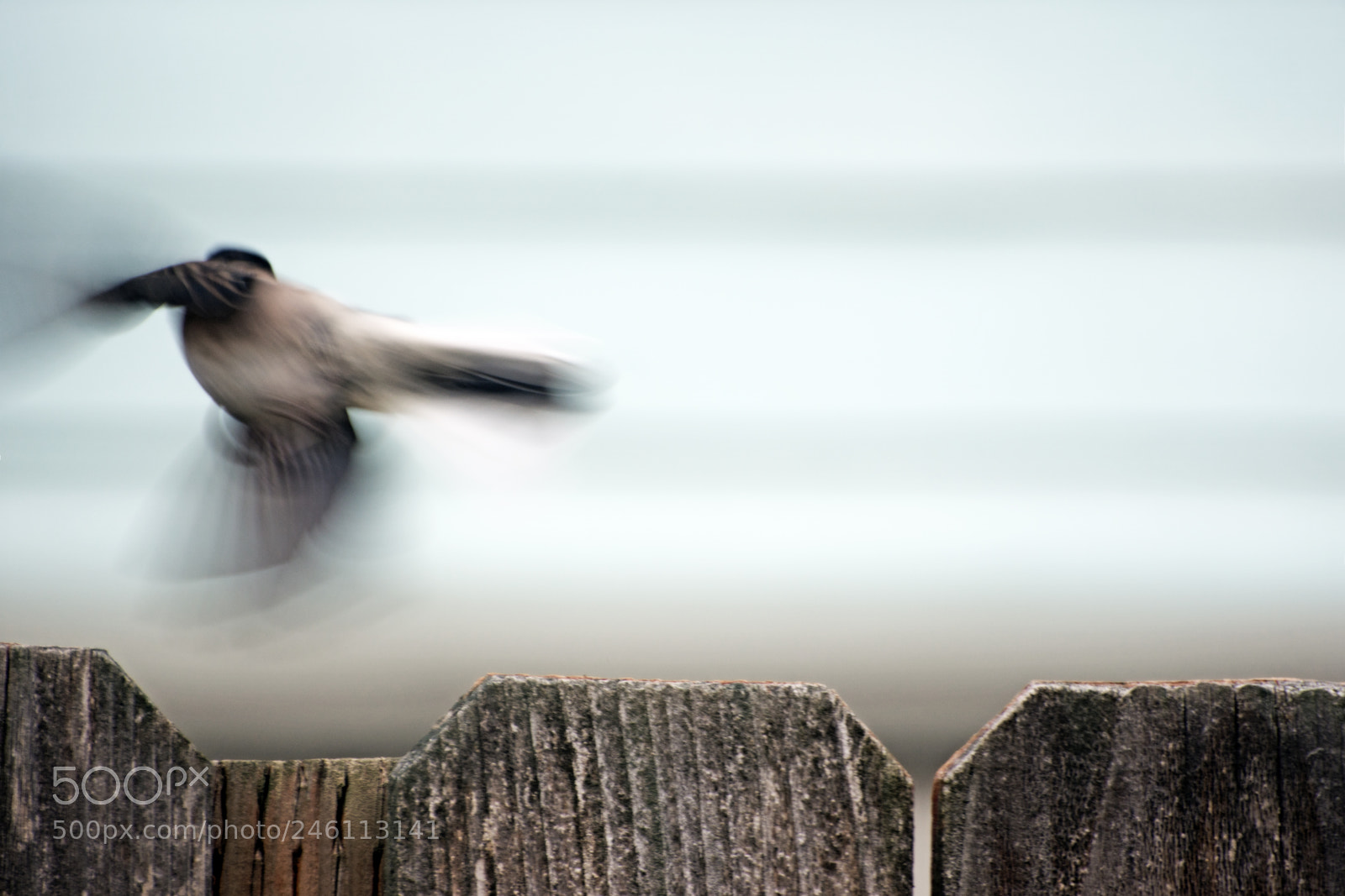 Nikon D7200 sample photo. Taking flight photography