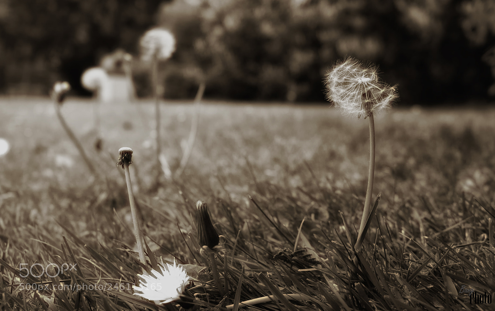 Canon EOS 100D (EOS Rebel SL1 / EOS Kiss X7) sample photo. Make a wish photography