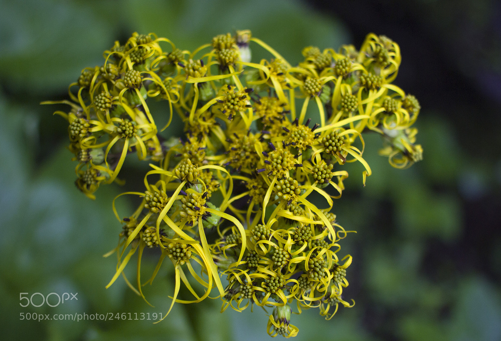 Canon EOS 600D (Rebel EOS T3i / EOS Kiss X5) sample photo. Yellow flowers in valley photography