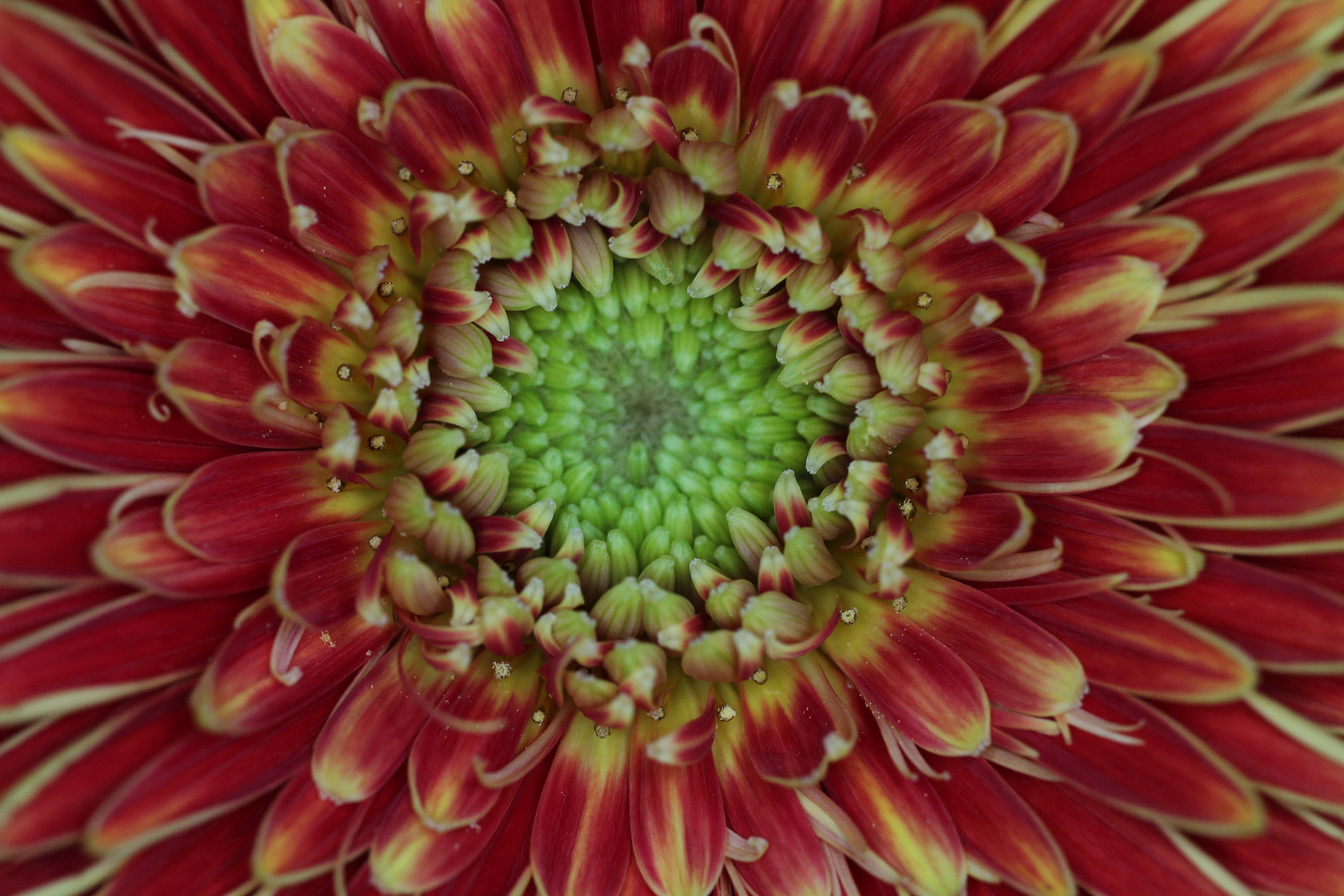 Canon EF-S 35mm F2.8 Macro IS STM sample photo. Centre of a flower photography