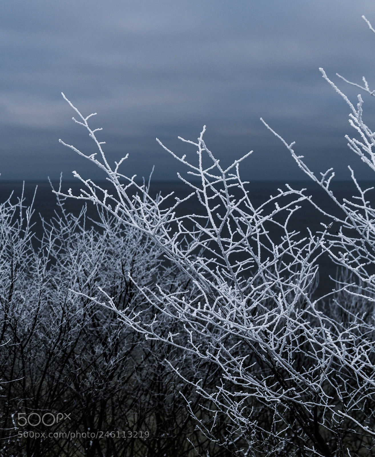 Nikon D850 sample photo. White branches photography