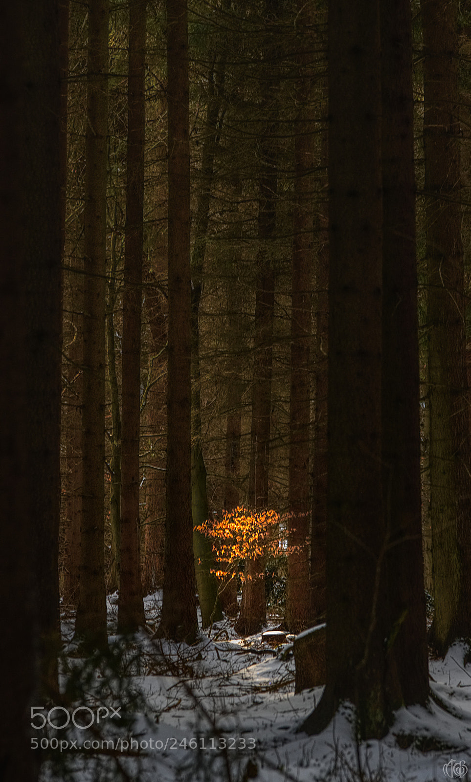 Canon EOS 750D (EOS Rebel T6i / EOS Kiss X8i) sample photo. Golden leaves photography