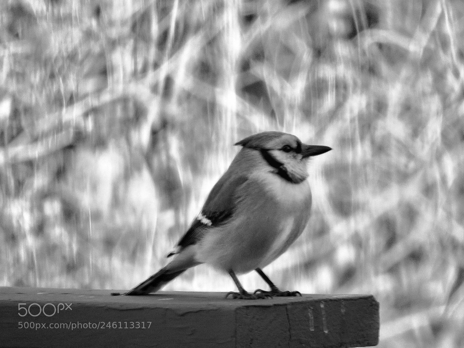 Canon PowerShot SX60 HS sample photo. A blue jay watching photography