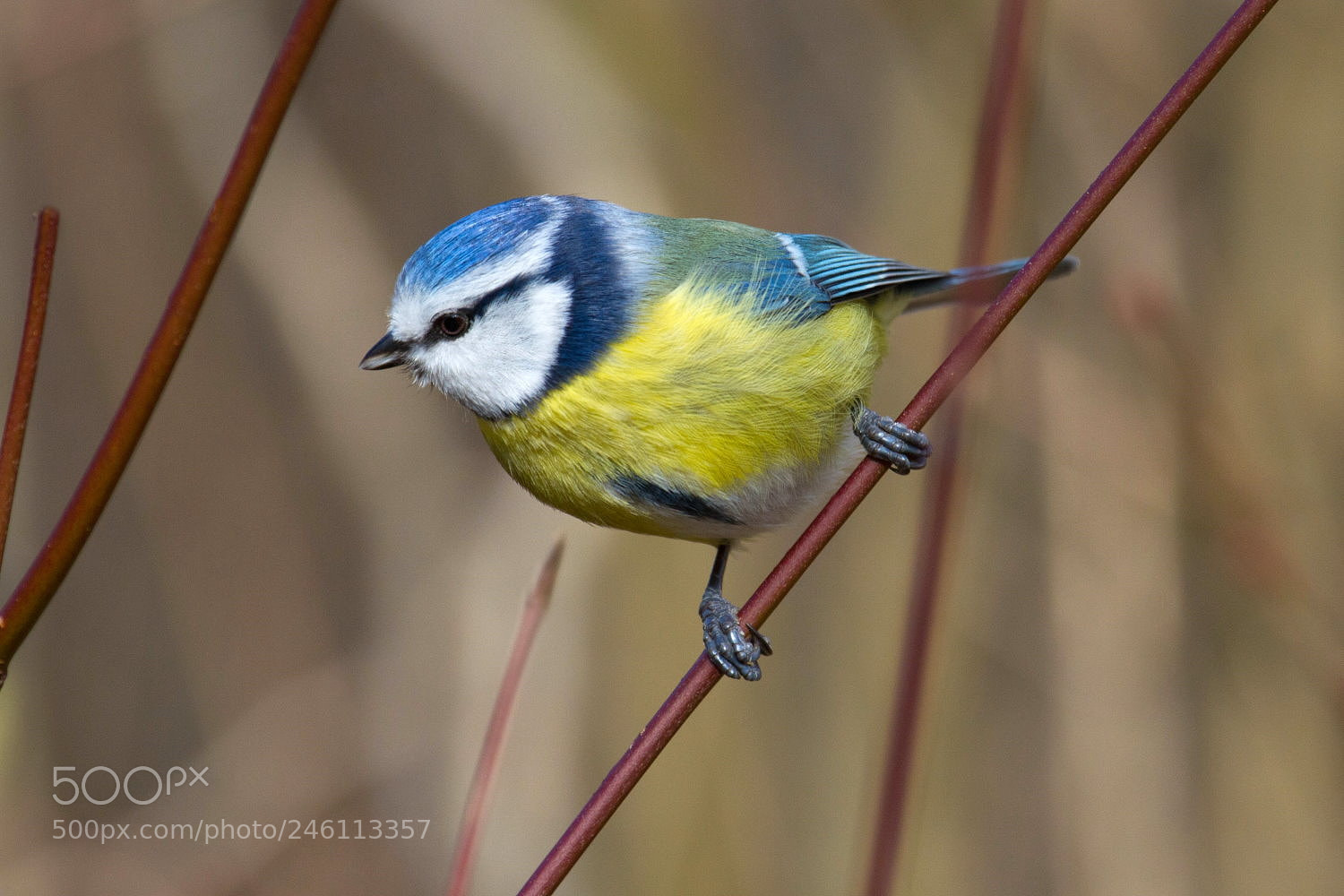 Canon EOS 7D sample photo. Little bird photography