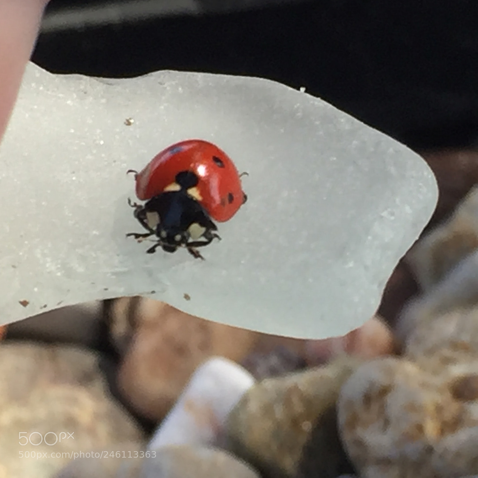 Apple iPhone 6 sample photo. Untitled photography