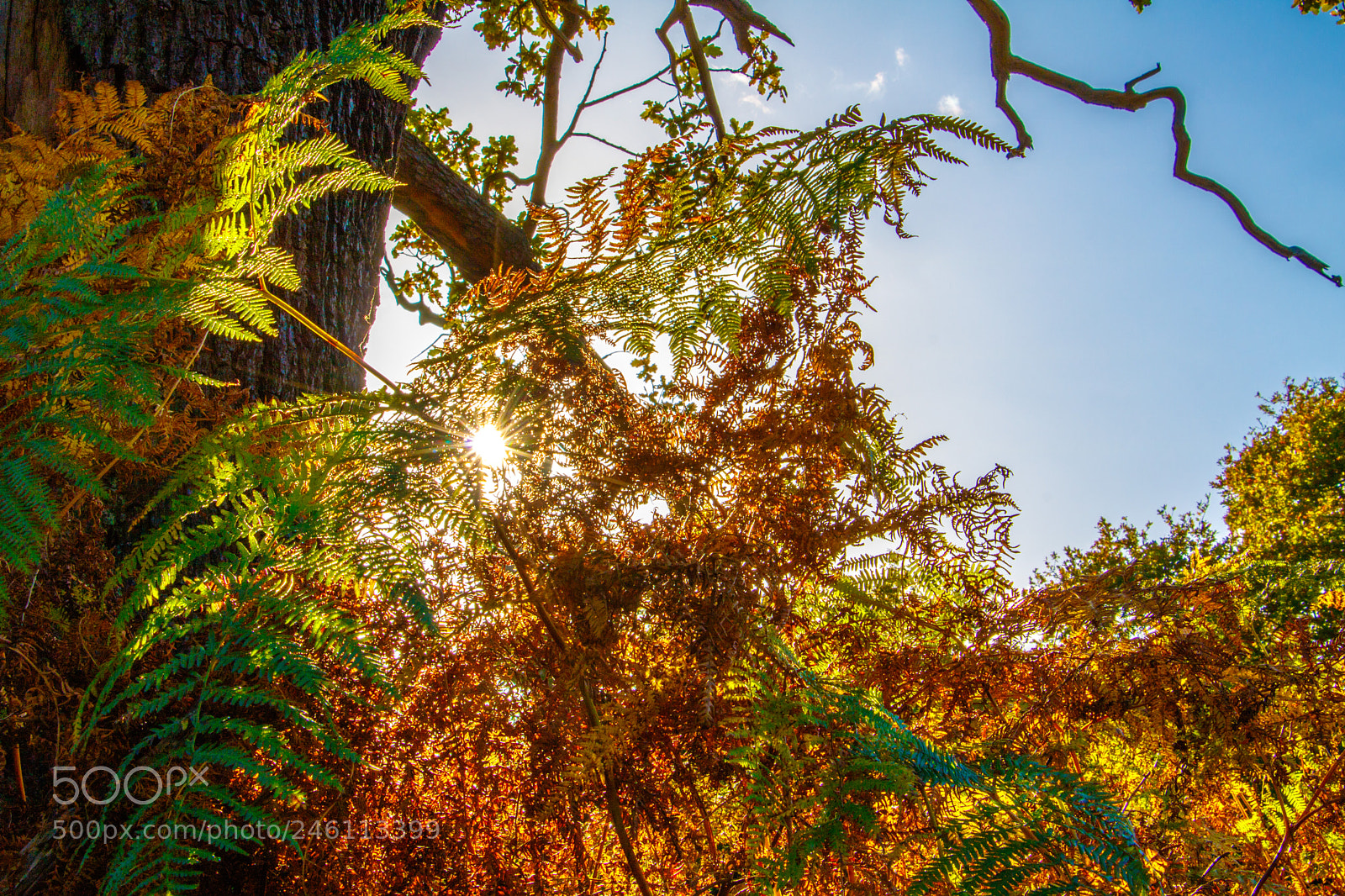 Canon EOS 760D (EOS Rebel T6s / EOS 8000D) sample photo. Calke autumnal ferns photography