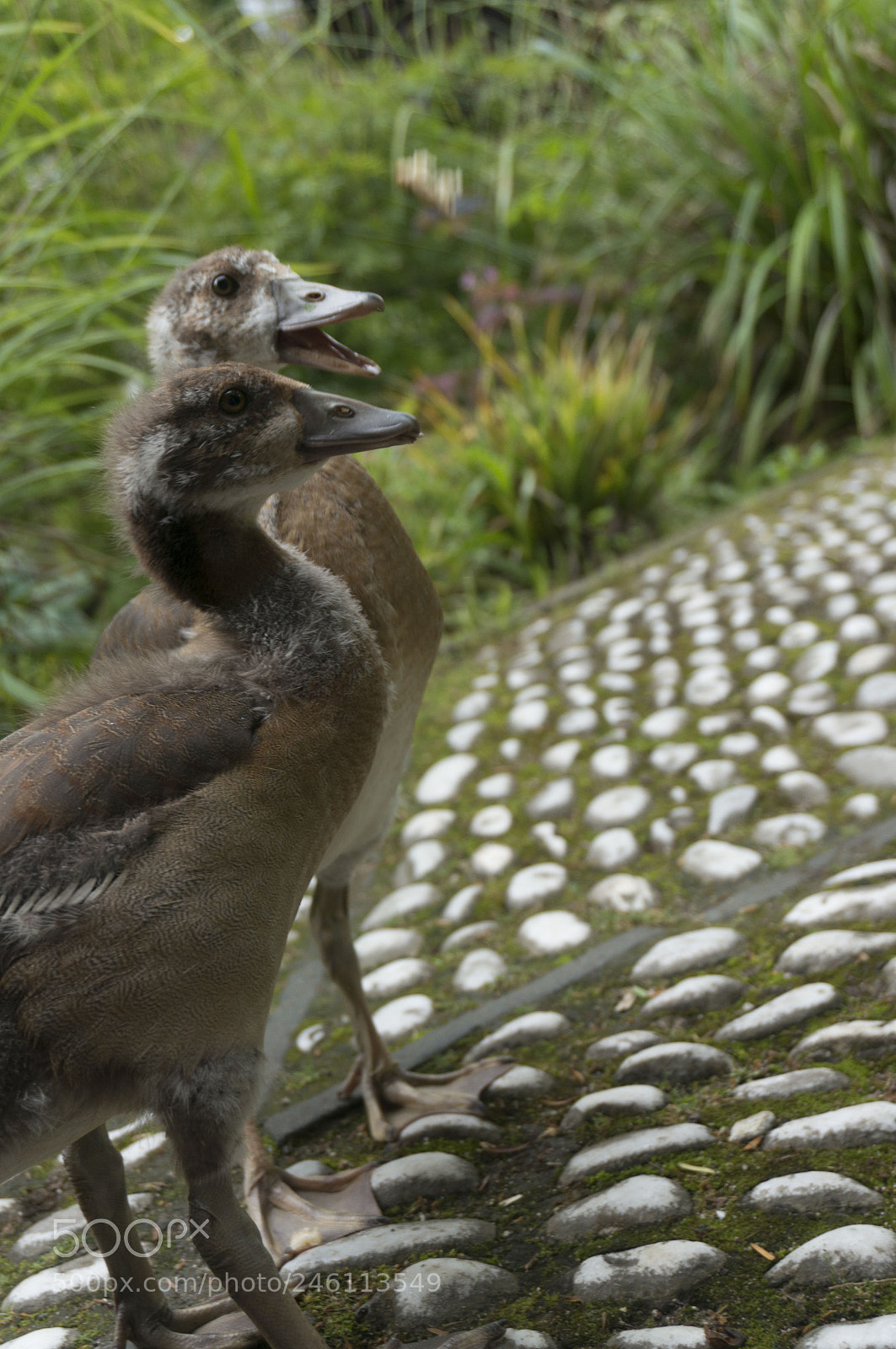Sony Alpha NEX-5R sample photo. Baby geese photography