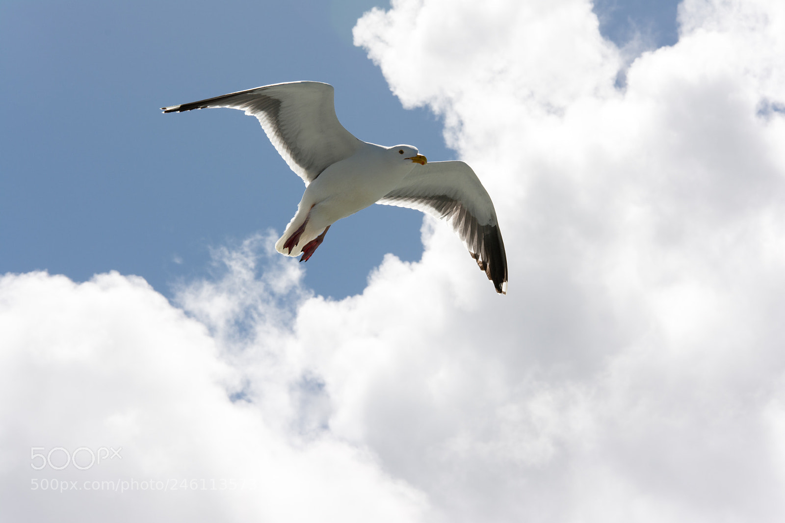 Nikon D7100 sample photo. Sea gull photography