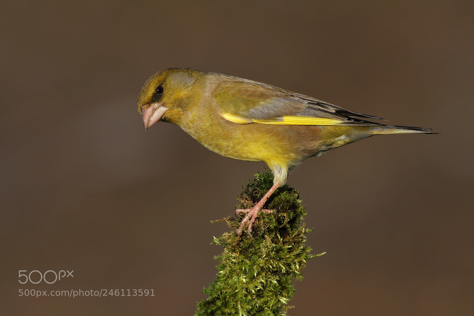 Canon EOS 7D sample photo. Greenfinch photography
