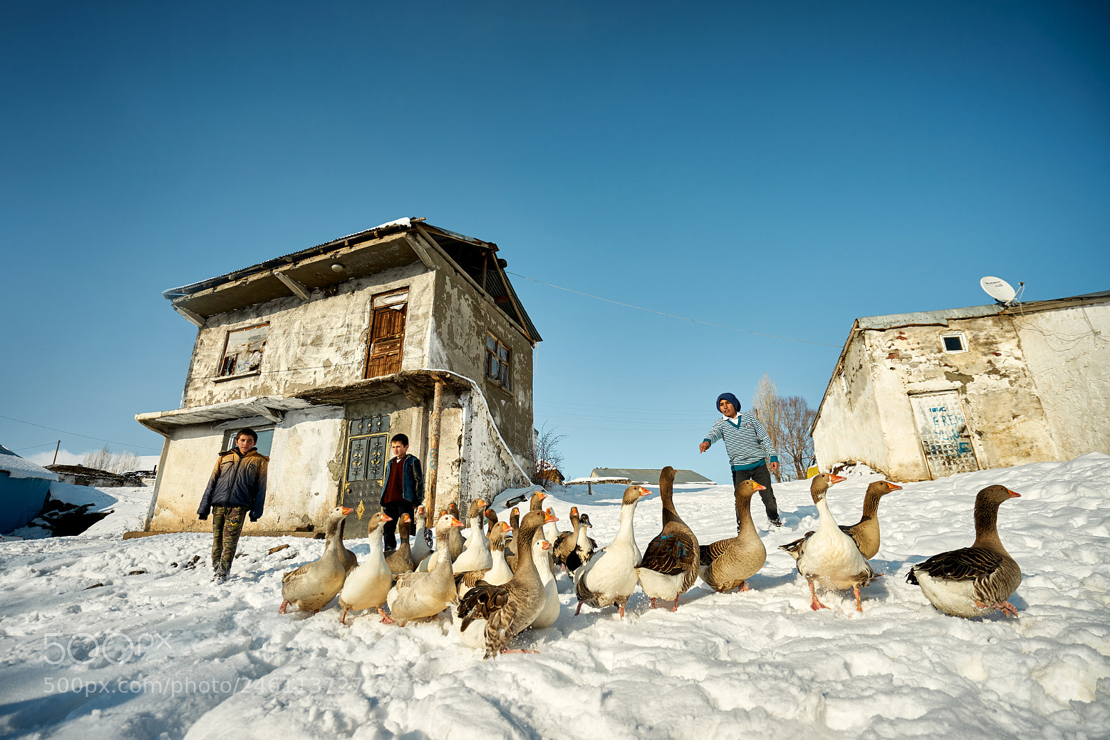 Sony a7 II sample photo. Goose-shepherd photography
