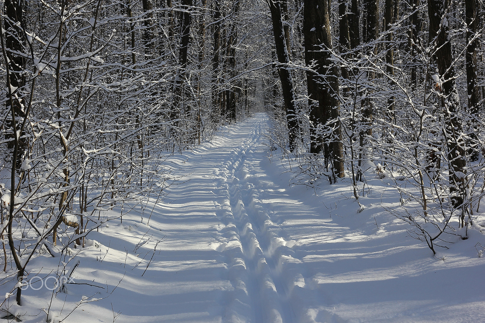 Canon EOS 60D + Sigma 17-70mm F2.8-4 DC Macro OS HSM sample photo. Forest sleepers photography