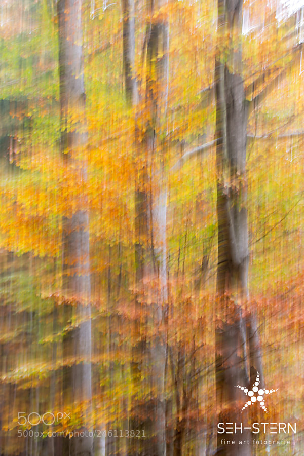Canon EOS-1D X sample photo. Painterly photography