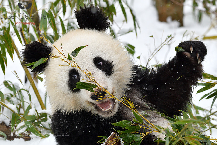 Nikon D500 sample photo. Cheerful snow panda photography