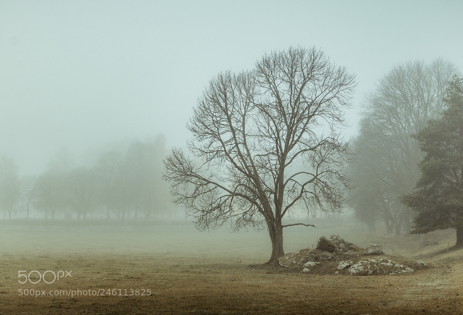 Canon EOS 750D (EOS Rebel T6i / EOS Kiss X8i) sample photo. Tree in mist photography