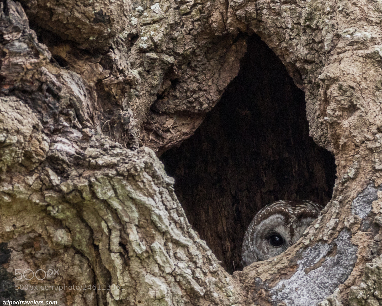 Canon EOS 7D Mark II sample photo. Barred owl looking for photography